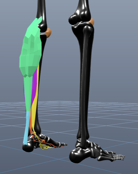 Interactive 3D anatomy of the calf
